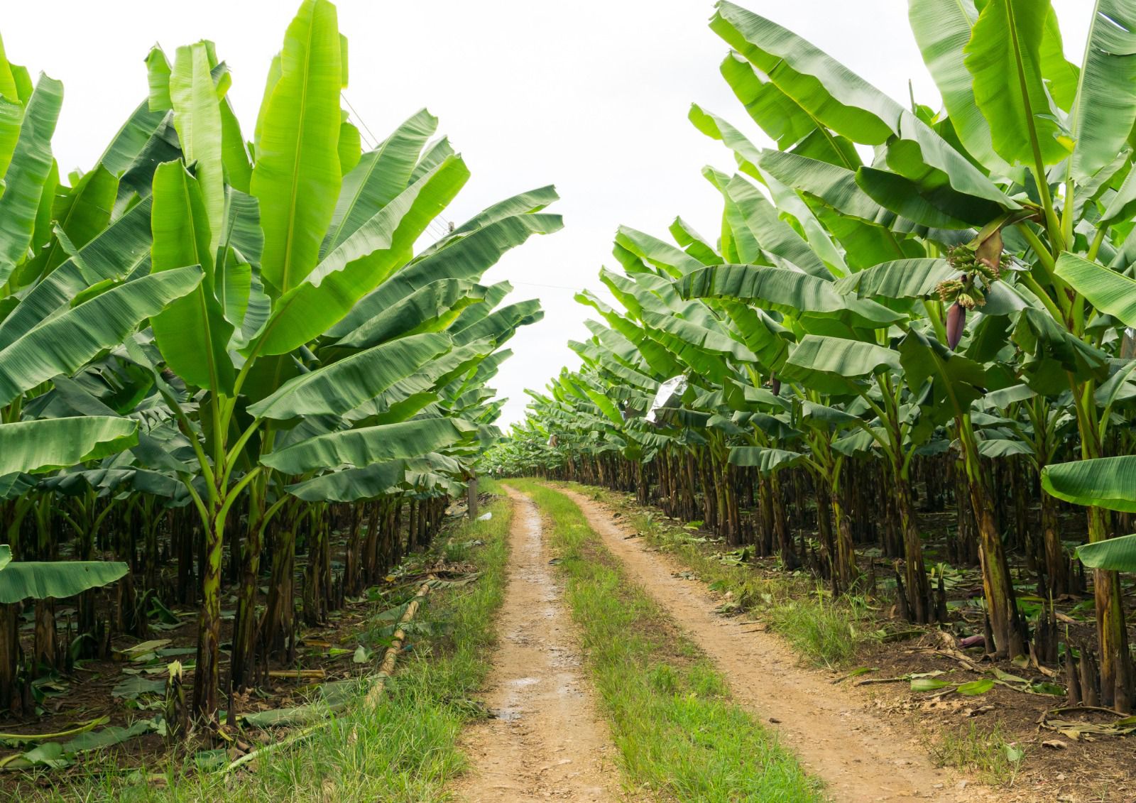 BAHIA ][  Segundo maior produtor de banana do Brasil, reforça defesa sanitária